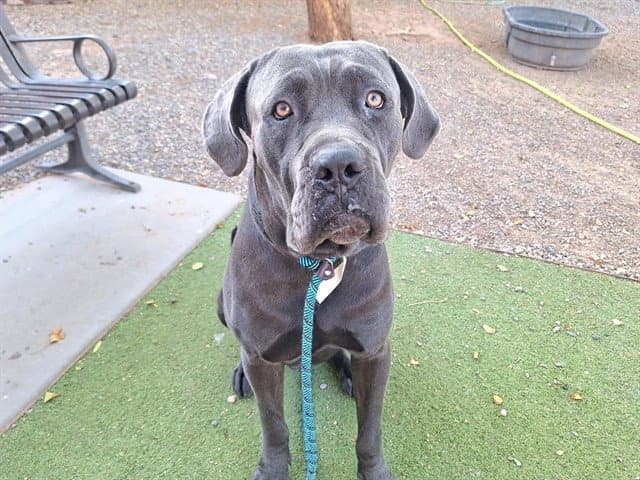 Mouse - Cane Corso Mastiff
