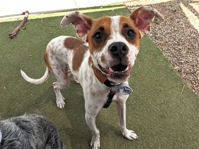 Tigger - Boxer