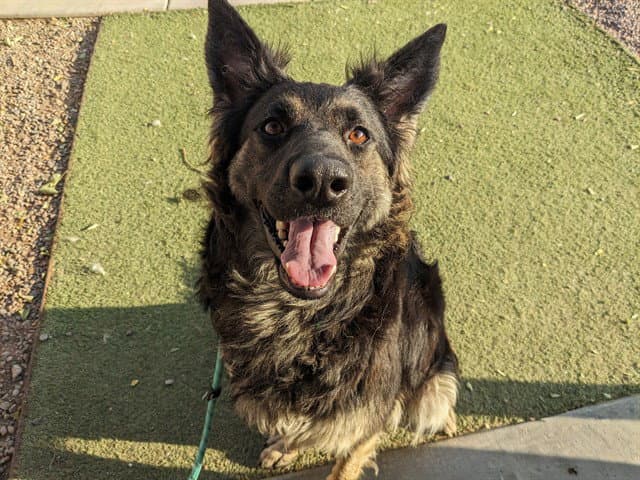 Mattie - German Shepherd Dog