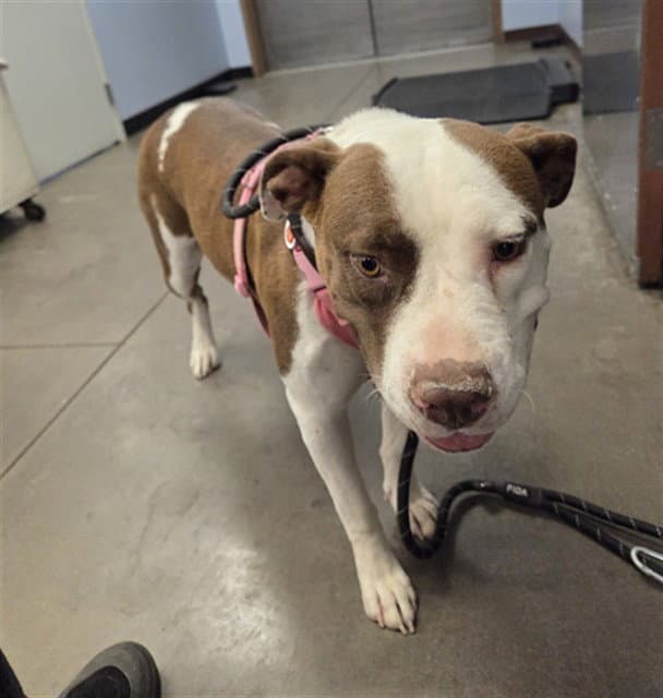 Magnolia - American Staffordshire Terrier