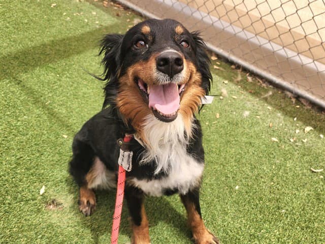 Willow - Australian Shepherd
