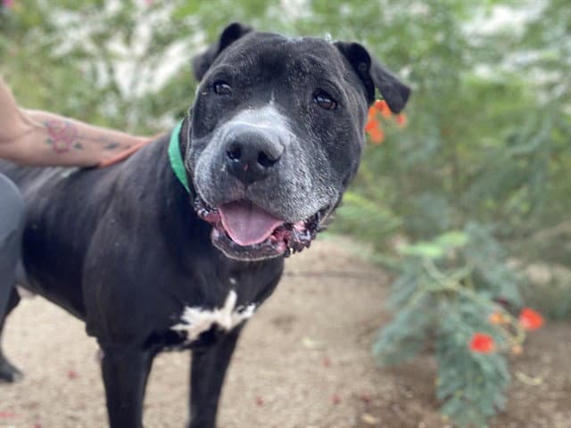 Mayor West - American Pit Bull Terrier