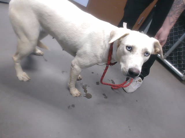 Daya - Labrador Retriever