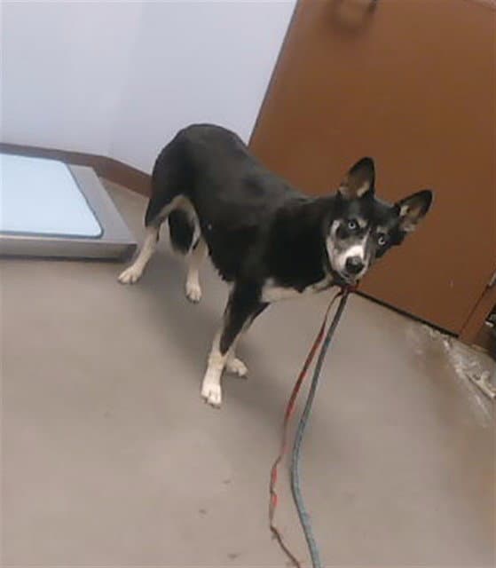 Noire - Husky