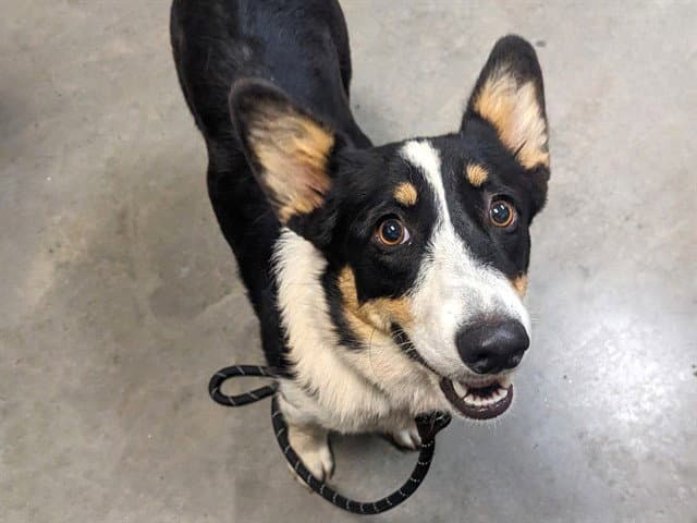 Annie - Cardigan Welsh Corgi