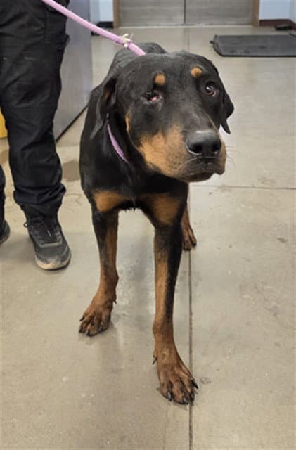 Arkansas - Rottweiler