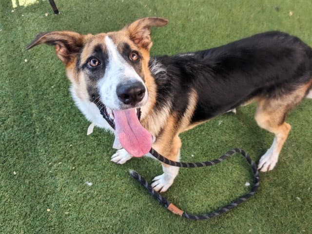 Ziggy - Australian Shepherd
