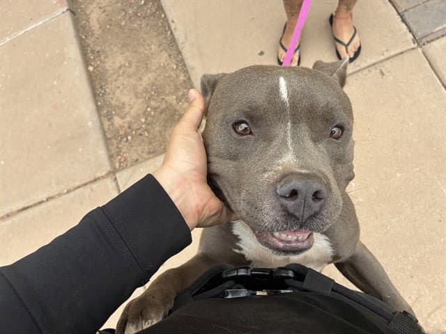 Pringle - American Staffordshire Terrier