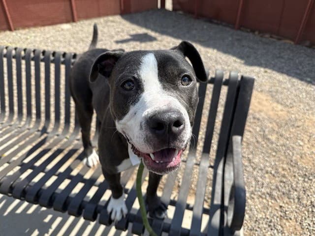 Ambrosia - American Pit Bull Terrier