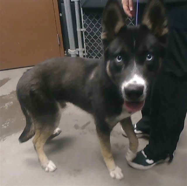 Beerus - German Shepherd Dog