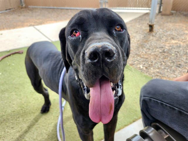 Gideon - Mastiff