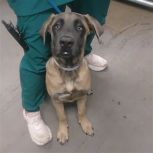 Tamera - Cane Corso Mastiff