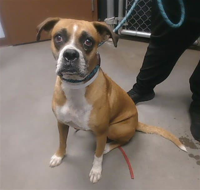 Zadie - Boxer