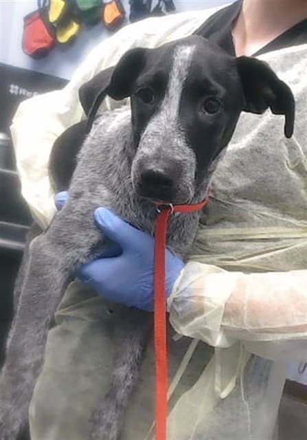 Wanda - German Shorthaired Pointer