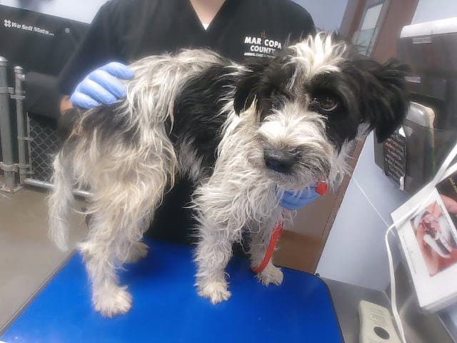 Chrollo - Schnauzer