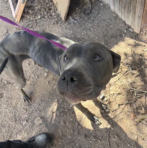 Schmookie Pie - American Pit Bull Terrier