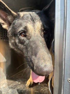 Amarillo - German Shepherd Dog