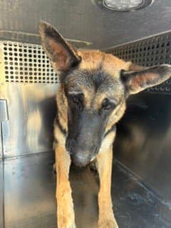 David - German Shepherd Dog