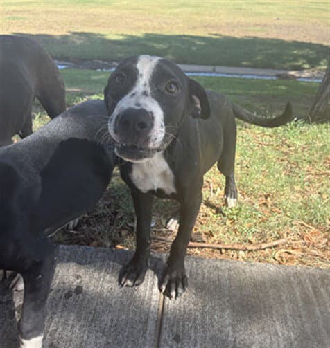Haggard - American Staffordshire Terrier