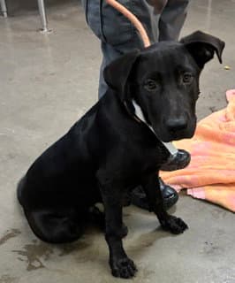 Silo - Labrador Retriever