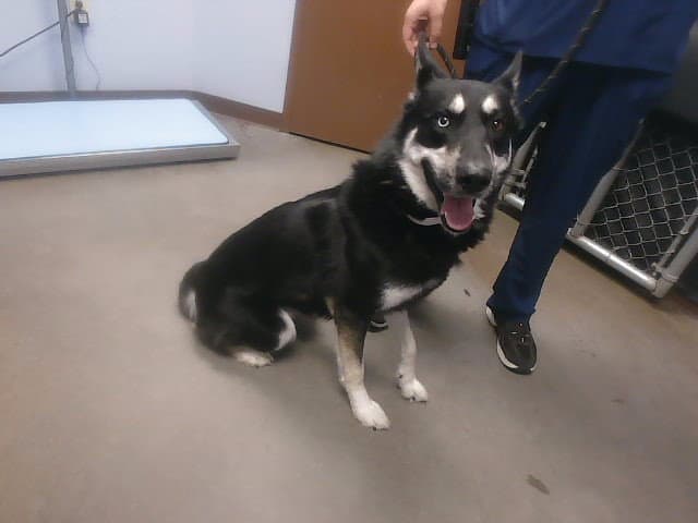 Chuck - German Shepherd Dog