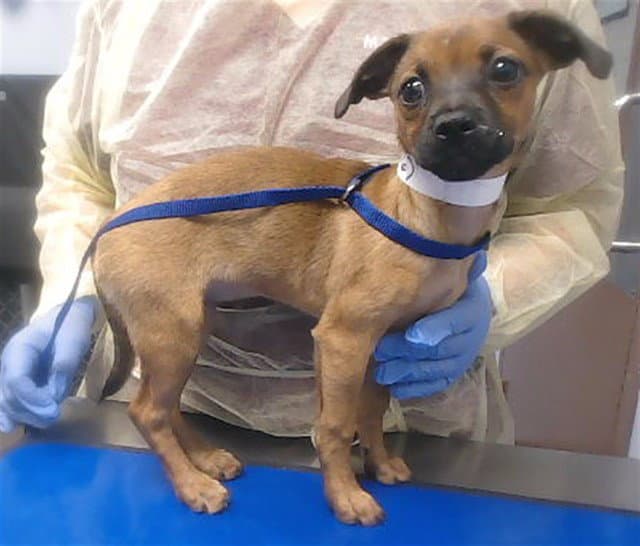 Little Bit - Chihuahua