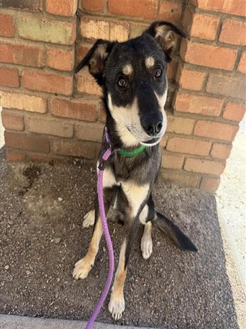 Andy - German Shepherd Dog