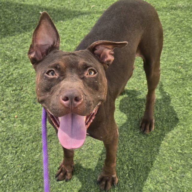 Naomi - American Pit Bull Terrier