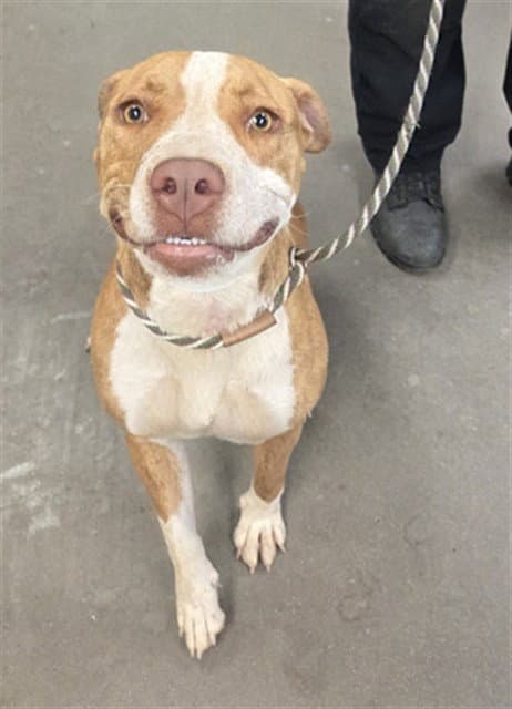 Gorgeous - American Pit Bull Terrier