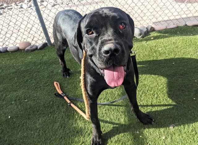 Peppercorn - Cane Corso Mastiff