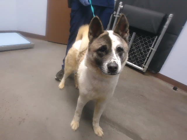 Lyra - Akita