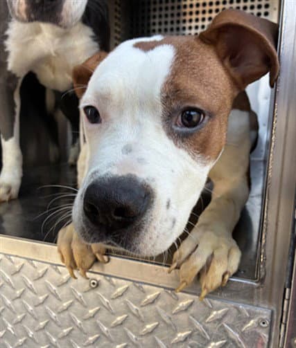 Reptar - American Bulldog