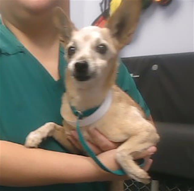 Rogers - Chihuahua