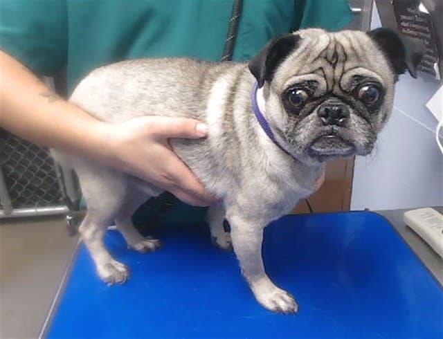 Dexter - Pug