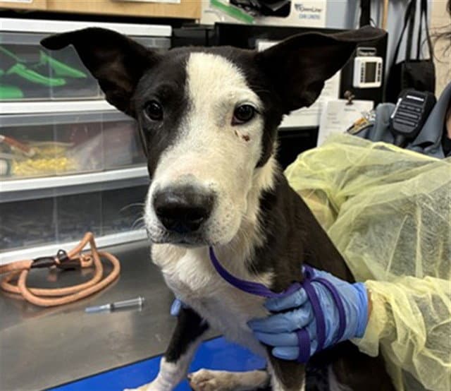 Tucan - Border Collie