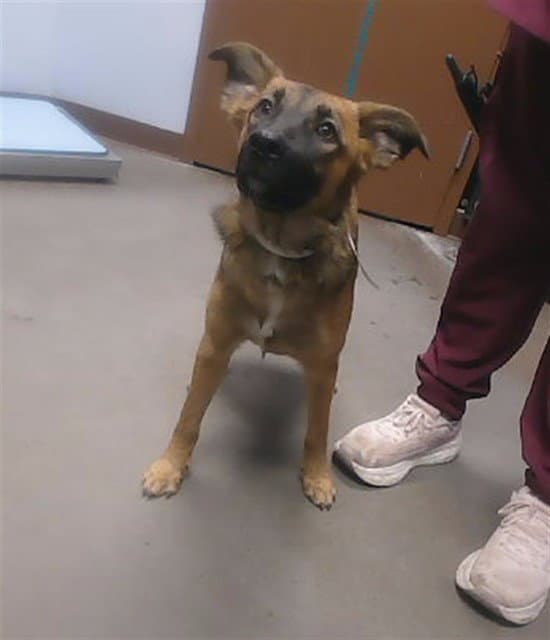 Swiggly - German Shepherd Dog