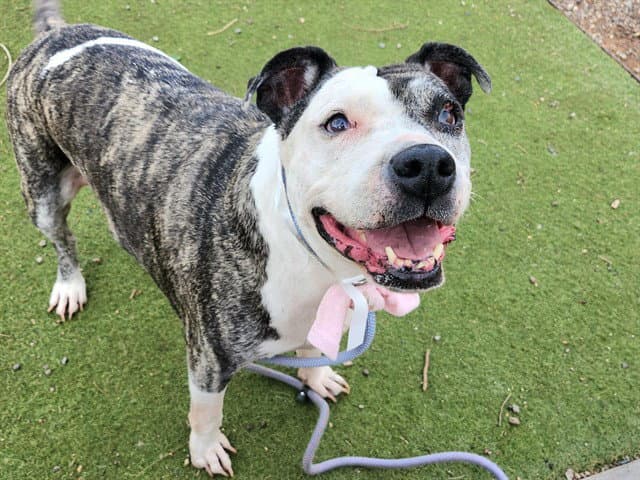Pepper - American Pit Bull Terrier