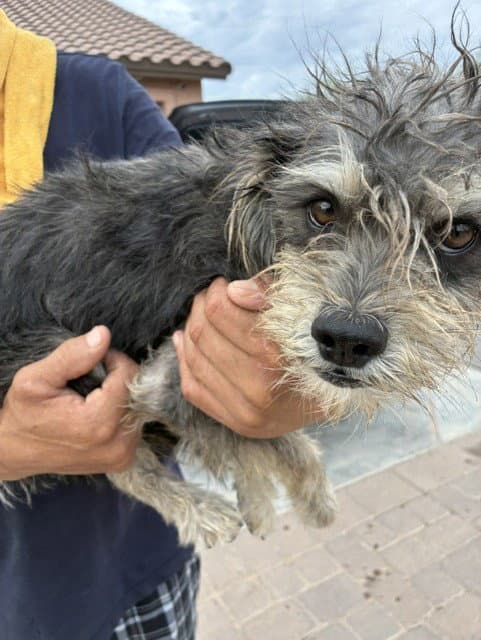 England - Miniature Schnauzer