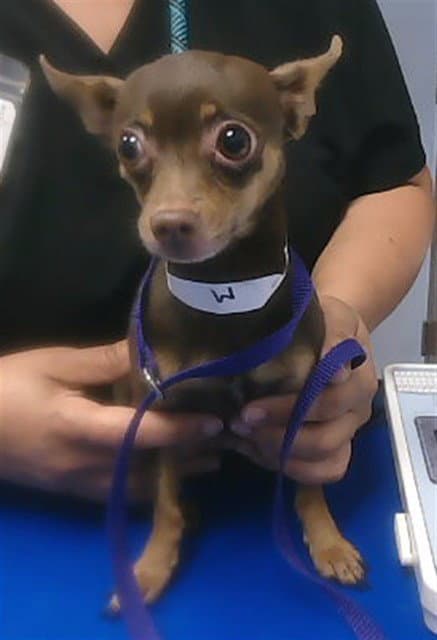 Pikmin - Chihuahua