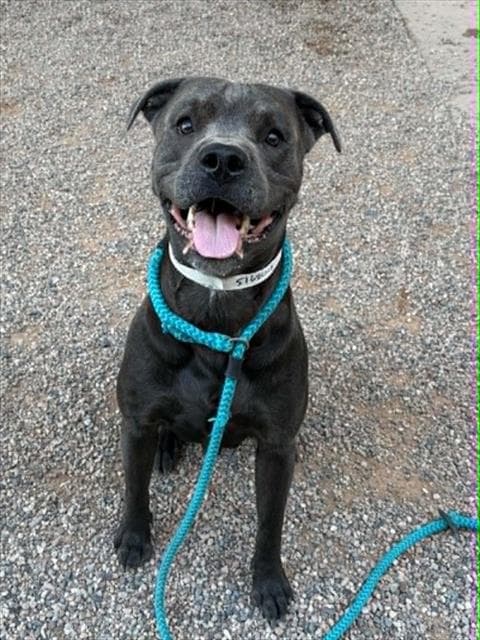Shale - American Pit Bull Terrier