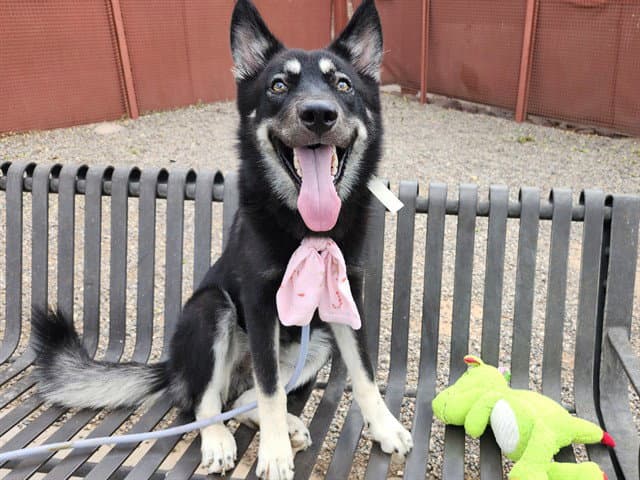 Ozzy - German Shepherd Dog