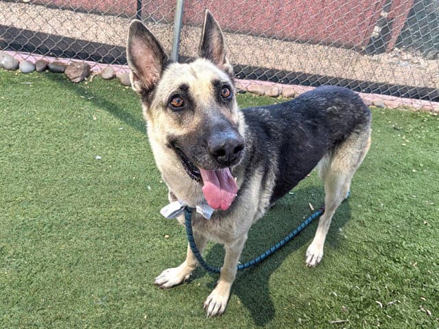 Grace - German Shepherd Dog