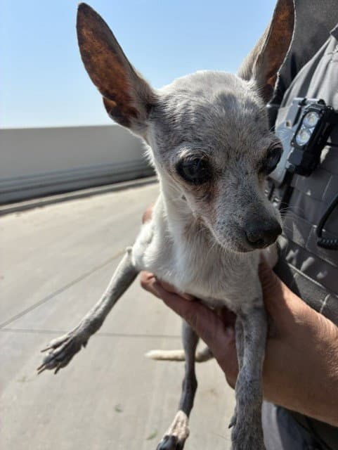 Grandmama - Chihuahua