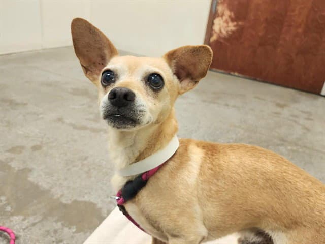 Moe - Chihuahua