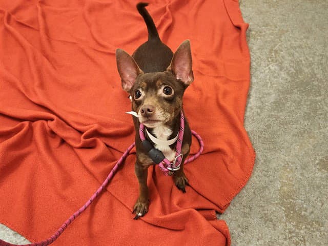 Shrimp - Chihuahua
