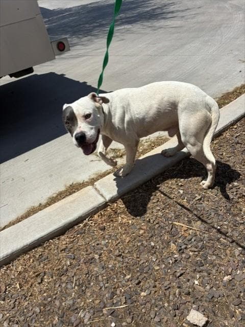 Bentley - American Pit Bull Terrier