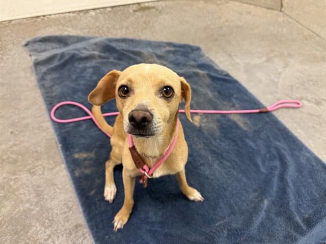 Brown Sugar - Chihuahua