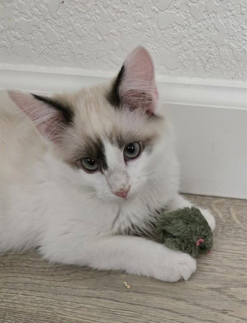 Rocky - Ragdoll