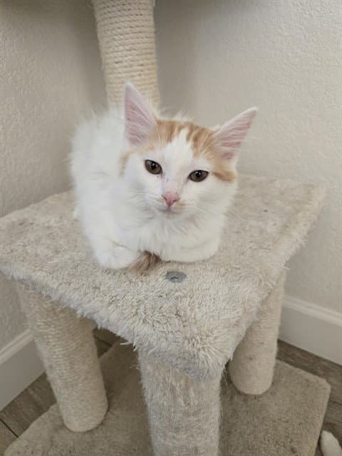 Paulie - Domestic Medium Hair
