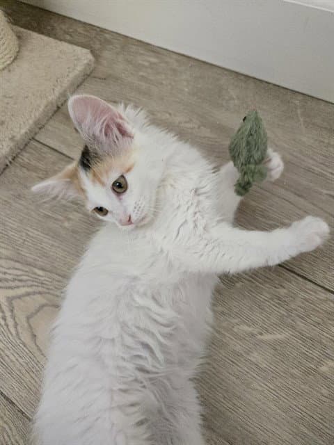 Adrian - Domestic Medium Hair